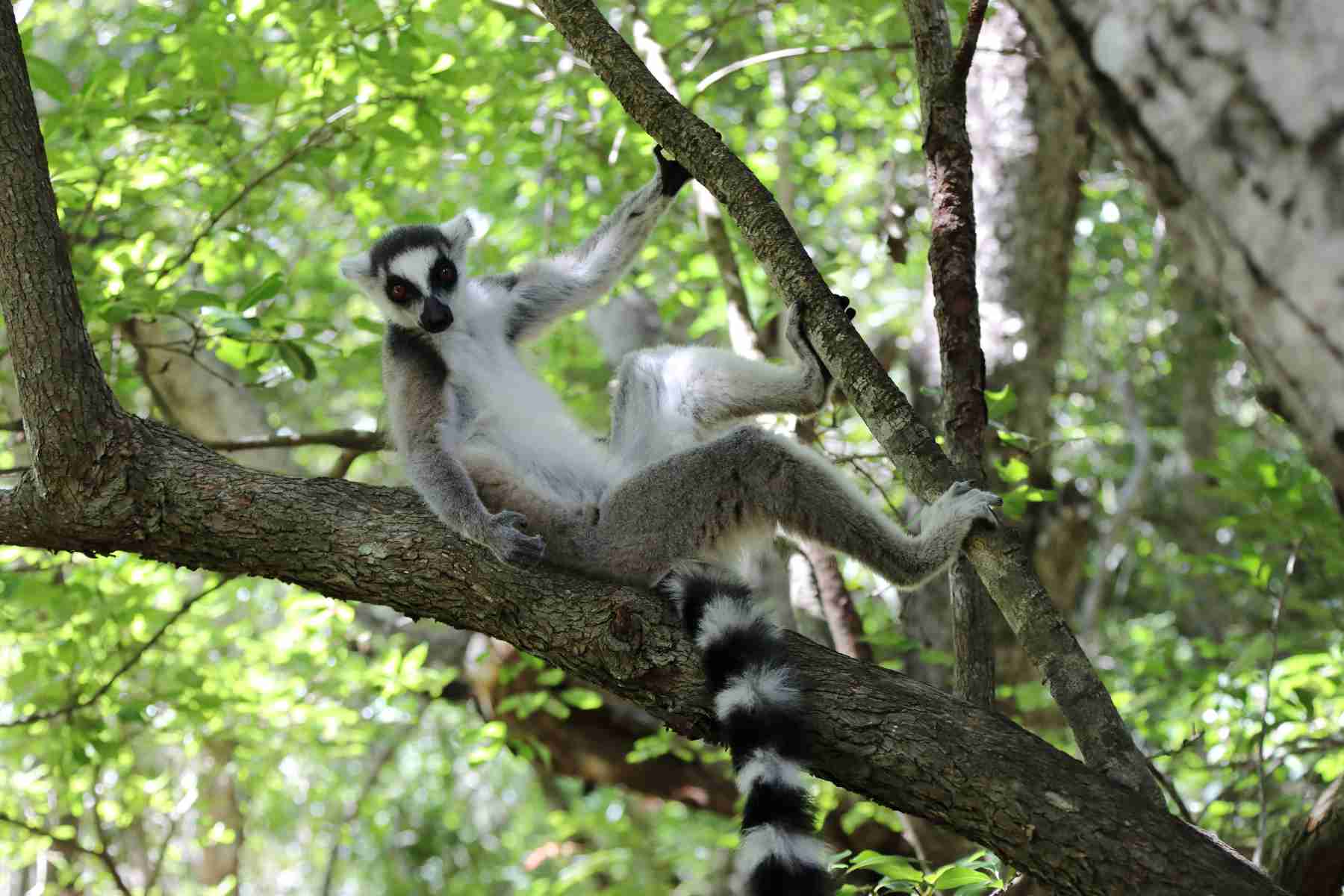 Lemur
