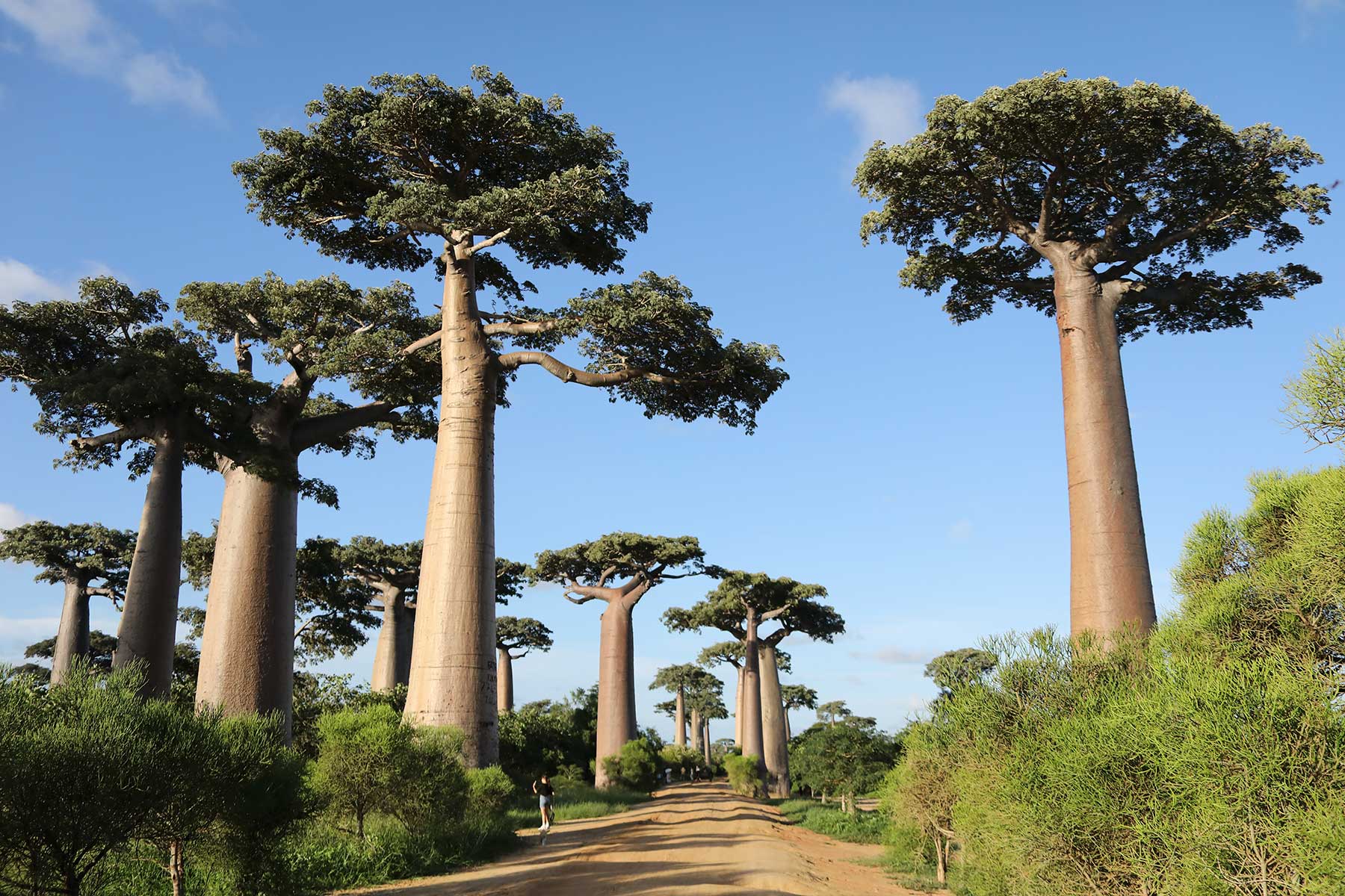 Avenue of the Baobabs